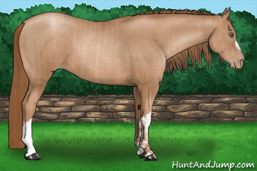 Horse Color:Liver Chestnut Pearl  and Liver Chestnut Pearl 