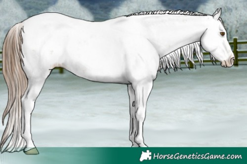 Horse Color:Brown Pearl Tobiano Near Fewspot and Brown Pearl Sabino