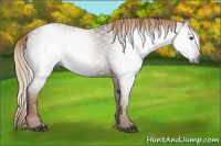 Horse Color:Gray Chestnut 