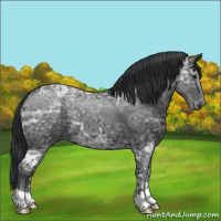 Horse Color:Black Ice 