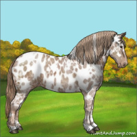 Horse Color:White Spotted Chestnut Ice Appaloosa 