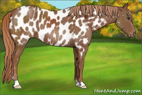 Horse Color:Chestnut Near Leopard