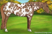 Horse Color:Chestnut Appaloosa