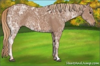 Horse Color:Chestnut Ice