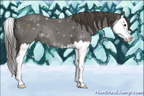 Horse Color:Smoky Black Splash