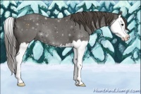 Horse Color:Smoky Black Splash 