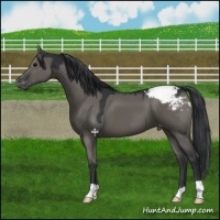 Horse Color:Grullo Appaloosa 
