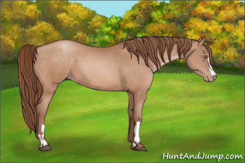 Horse Color:Brown Pearl  and Brown Pearl 