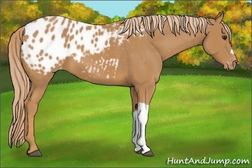 Horse Color:Chestnut Appaloosa 