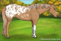 Horse Color:Chestnut Appaloosa 