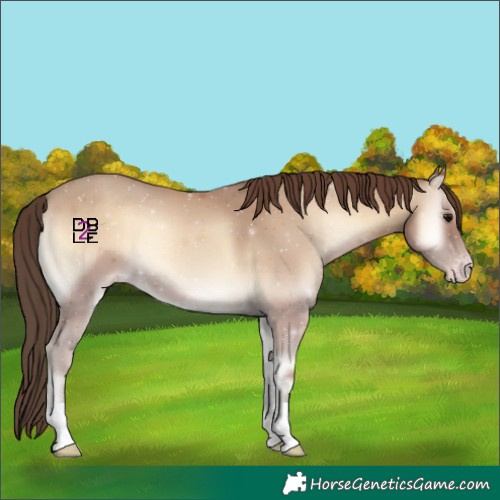 Horse Color:Classic Champagne Onyx 