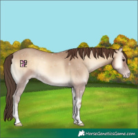 Horse Color:Classic Champagne Onyx