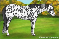 Horse Color:Black Splash Leopard