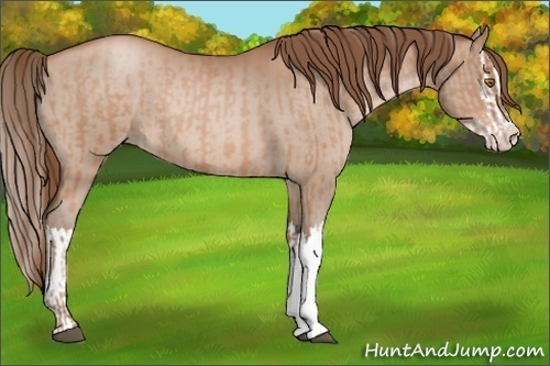 Horse Color:Bay Pearl  and Bay Pearl Splash 