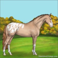 Horse Color:Gold Champagne Sabino Varnish 