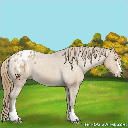 Horse Color:Classic Cream Champagne Sabino Appaloosa 