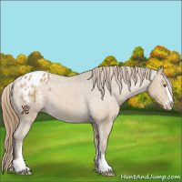 Horse Color:Classic Cream Champagne Sabino Appaloosa 