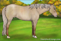 Horse Color:Gray Silver Classic Champagne Roan Dun 