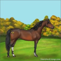Horse Color:Brown 