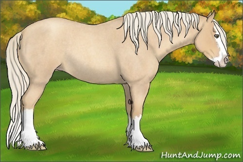 Horse Color:Gold Cream Champagne Roan Splash Rabicano 