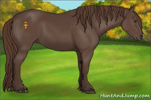 Horse Color:Liver Chestnut 