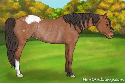 Horse Color:Bay Appaloosa Rabicano 
