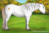 Horse Color:Gray Chestnut 