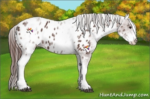 Horse Color:White Spotted Bay Blanket