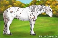 Horse Color:White Spotted Bay Appaloosa