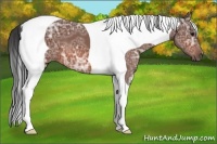 Horse Color:Bay Ice Tobiano