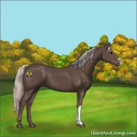 Horse Color:Silver Black 