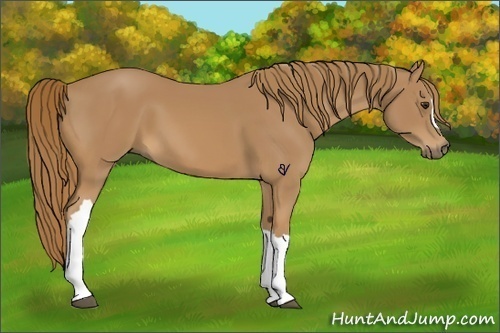 Horse Color:Chestnut 