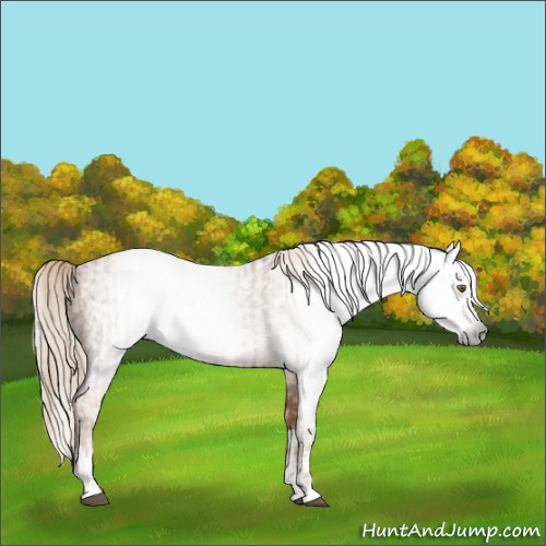 Horse Color:Gray Liver Chestnut Pearl  and Gray Liver Chestnut Pearl Splash 
