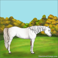 Horse Color:Gray Liver Chestnut Pearl  and Gray Liver Chestnut Pearl Splash 
