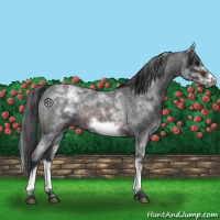 Horse Color:White Spotted Brown Roan Frame 