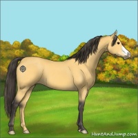 Horse Color:Buckskin 
