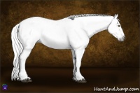 Horse Color:Gray Liver Chestnut Pearl  and Gray Liver Chestnut Pearl Appaloosa 