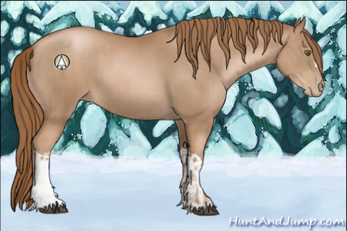 Horse Color:Liver Chestnut Pearl  and Liver Chestnut Pearl 