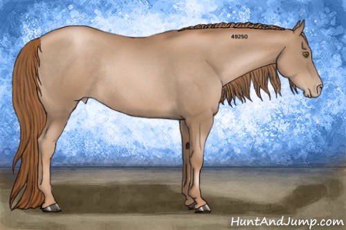 Horse Color:Liver Chestnut Pearl and Liver Chestnut Pearl Rabicano