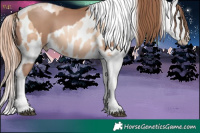 Horse Color:Black Pearl Splash Frame  and Sable Champagne Pearl Appaloosa 