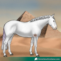 Horse Color:Platinum Watercolor Chocolate Brown Onyx Sabino Appaloosa Brindle 