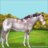 Horse Color:White Spotted Brown Pearl Onyx Sabino Appaloosa 