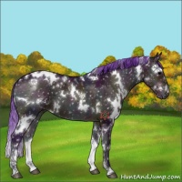 Horse Color:Platinum Watercolor White Spotted Midnight Brown Onyx Sabino Appaloosa