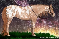 Horse Color:Gold Champagne Appaloosa  and Gold Champagne Appaloosa 
