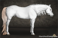 Horse Color:Gray Liver Chestnut Sabino