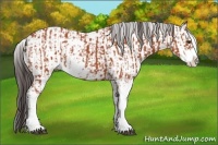 Horse Color:Bay Sabino  and Bay Sabino Rabicano 
