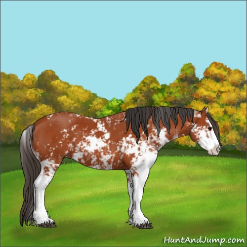 Horse Color:Bay Sabino  and Bay Sabino Splash 