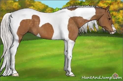 Horse Color:Silver Buckskin Tobiano 