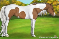 Horse Color:Silver Buckskin Tobiano 