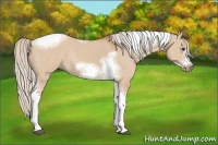 Horse Color:Silver Bay Dun Sabino Tobiano Frame Rabicano 
